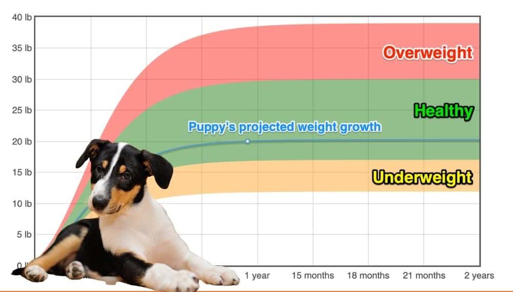 Smooth Collie Weight+Growth Chart 2024 How Heavy Will My Smooth